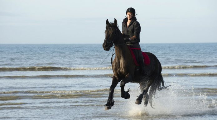 beach gallop friesian