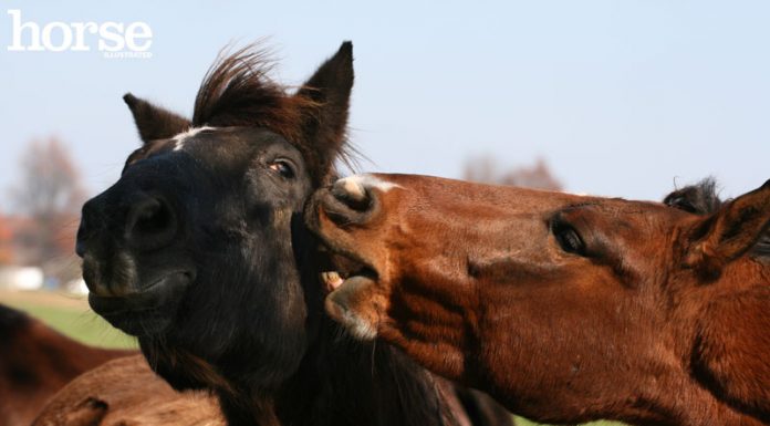 biting horse