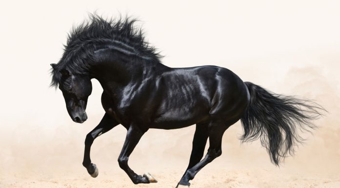 black horse