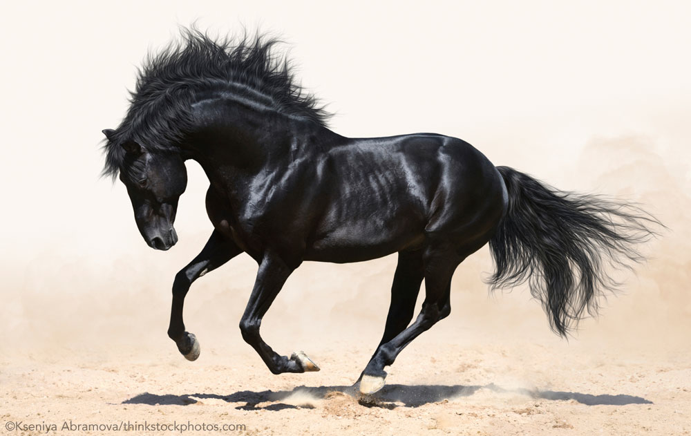 Black Horses Fun Facts - Horse Illustrated