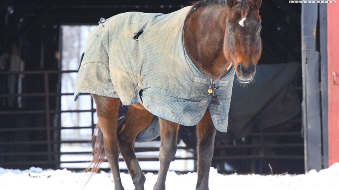 How To Fix Torn Horse Blankets - Budget Equestrian