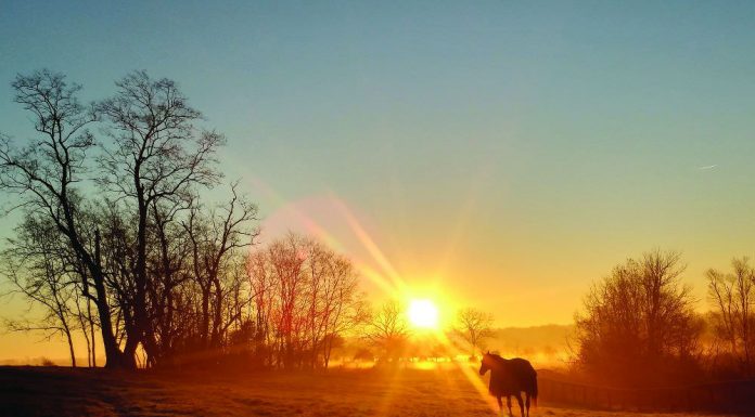 blanketed horse at sunrise