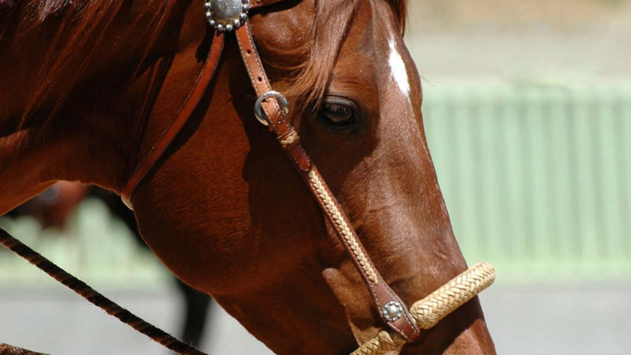 Western Bosal Bridle with Leather Nosepiece
