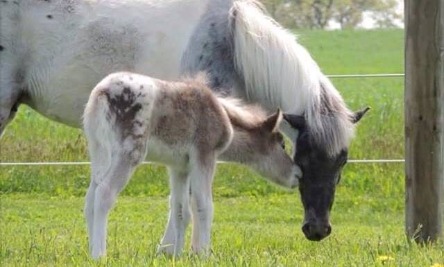 brooke davis appaloosa precious