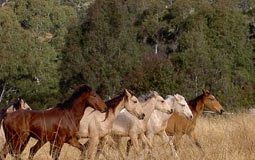 brumbies