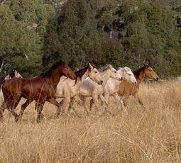 brumbies