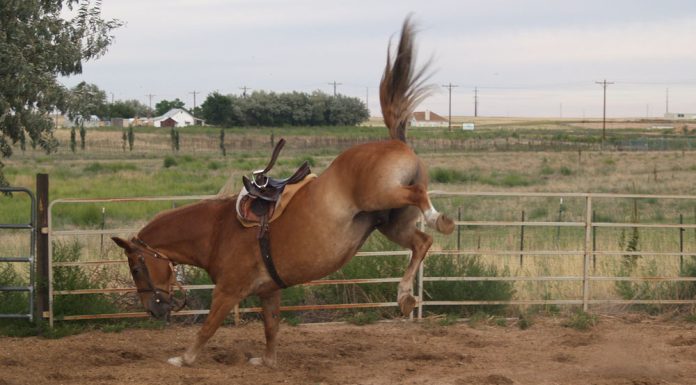 bucking horse