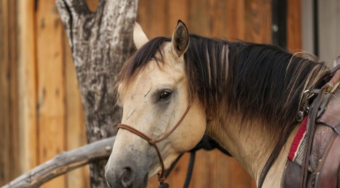 buckskin western