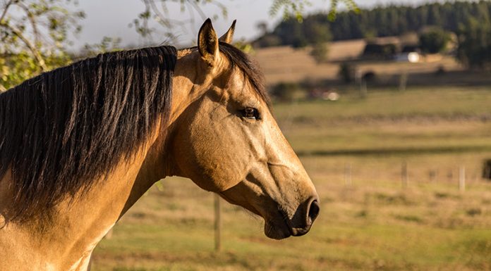 buckskin istock