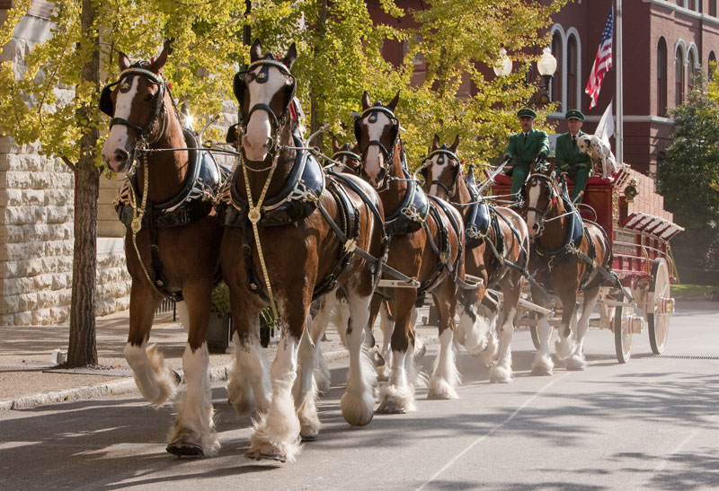 How the Budweiser Clydesdales prepare for their big day at Busch