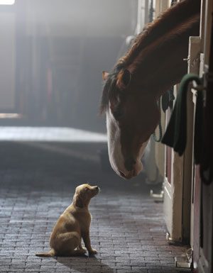 budweiser clydesdale puppy