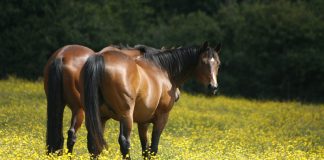 buttercups horses