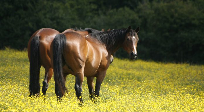 buttercups horses