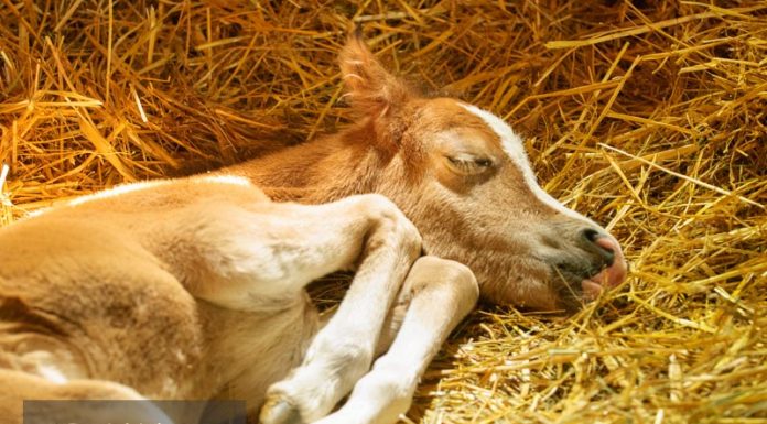 cadi newborn foal