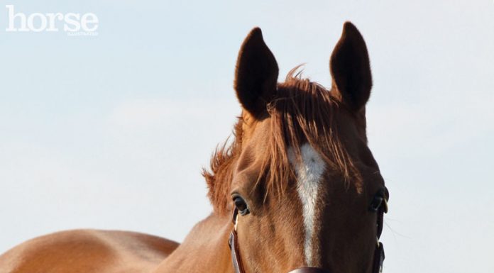 chestnut friendly horse