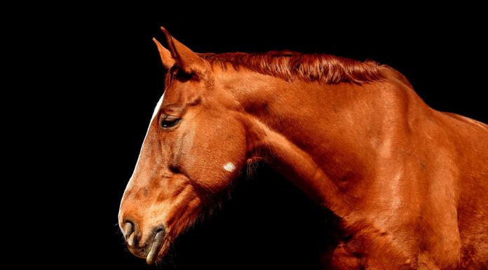 chestnut horse black background