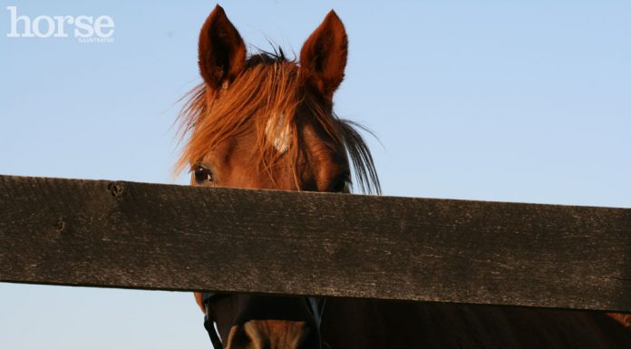 chestnut horse fence