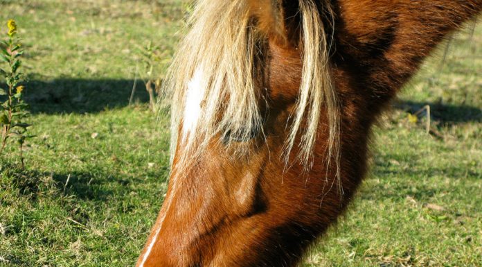 chestnut pony grazing