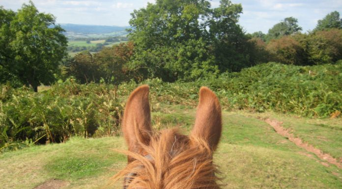 chestnut through the ears