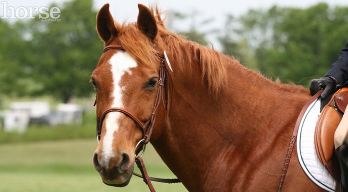 chestnut with blaze