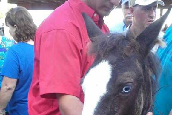 chincoteague foal