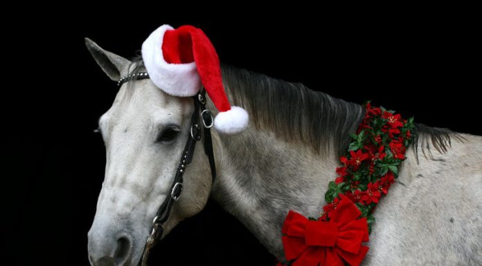 christmas horse