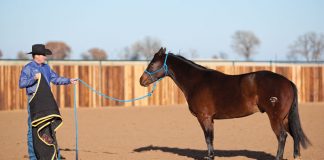 clinton spooky horse