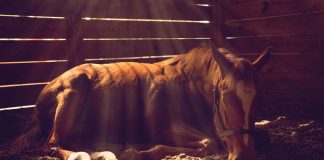 Horse lying down in a dark stall