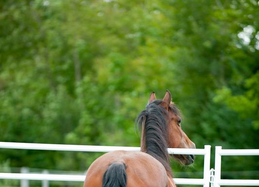 corral panels