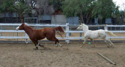 cowboy wally