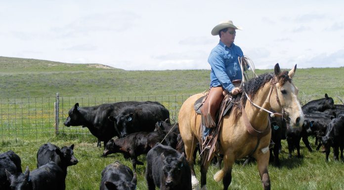 curly ranching