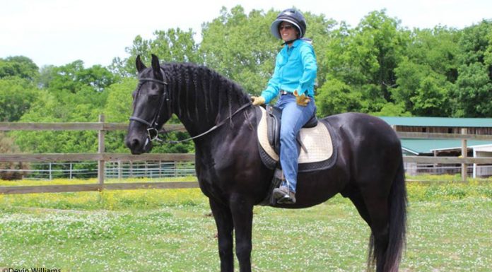 dale with friesian