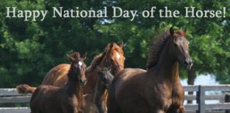 happy national day of the horse