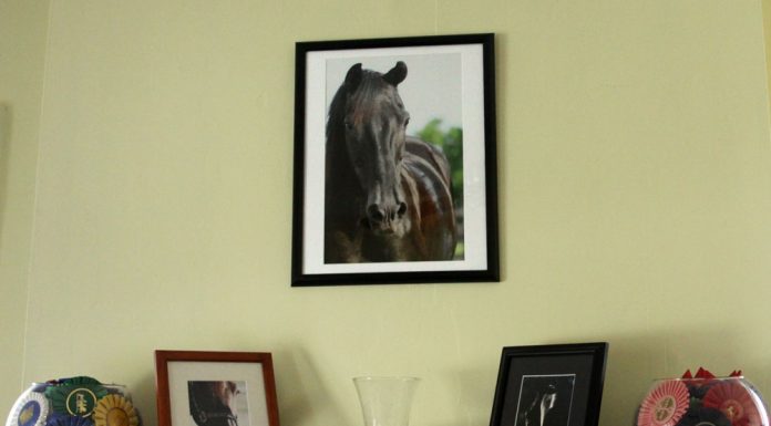 decorating with horse photos