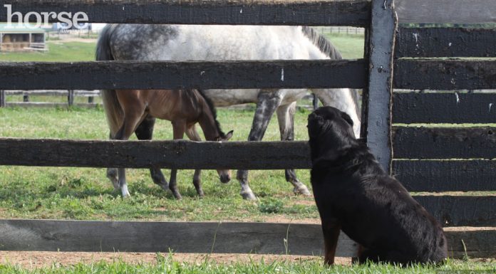 dog watching horses