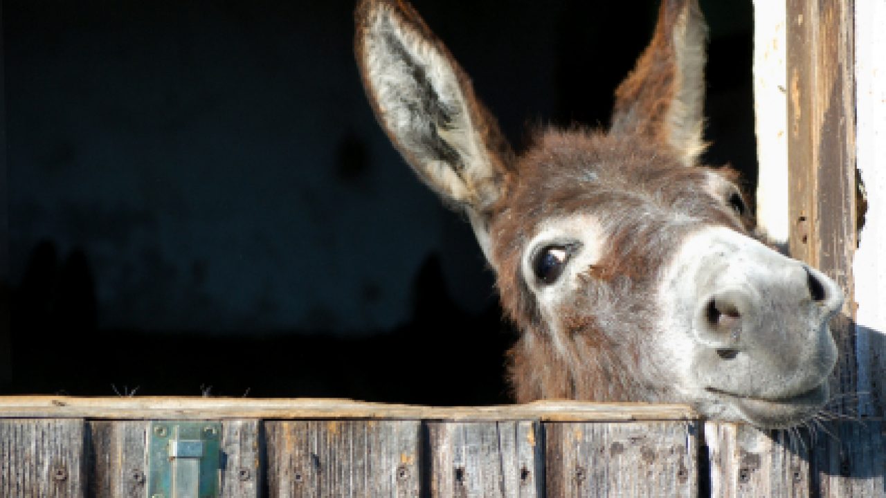 are dogs smarter than horses