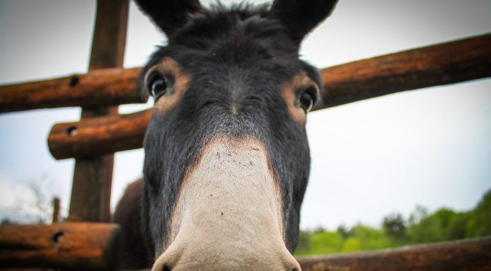 donkey closeup