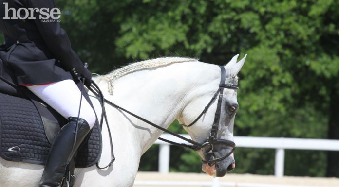 dressage arabian headshot