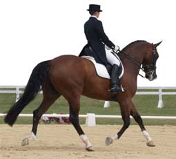 dressage back