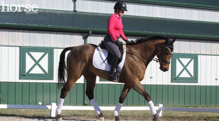 dressage schooling trot