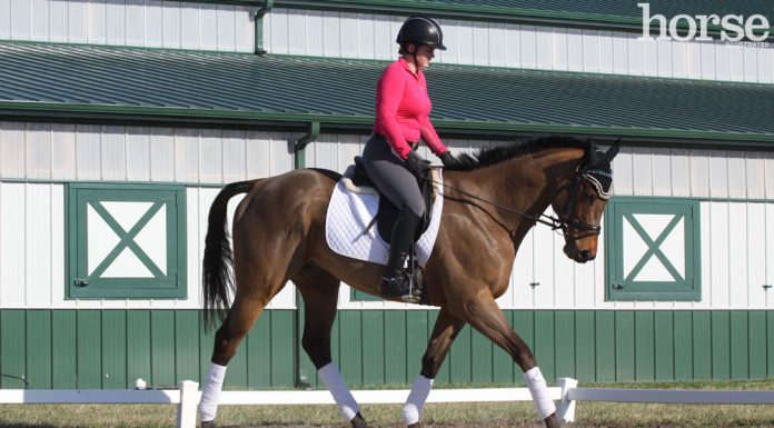 dressage schooling trot