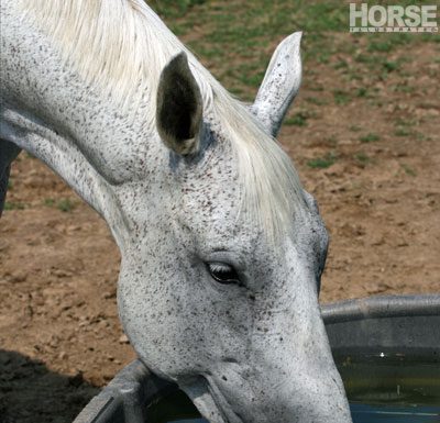 Horse Drinking Water