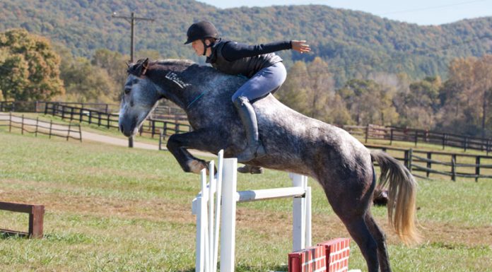 Elisa Wallace riding her Mustang, Hwin, over a jump without a bridle.