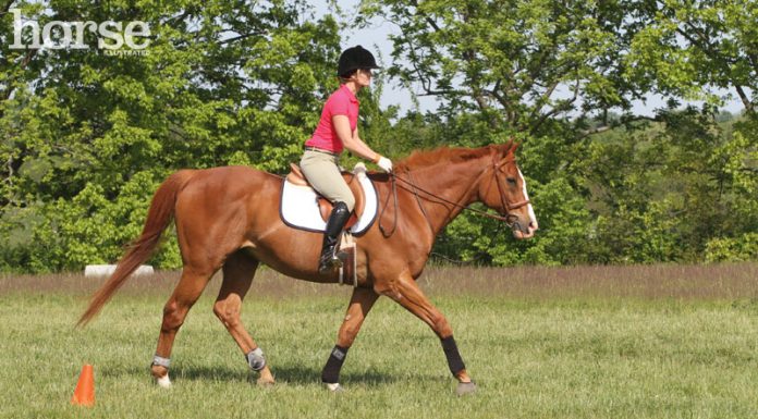 english horse trot cones