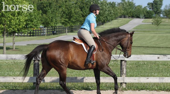 english schooling canter