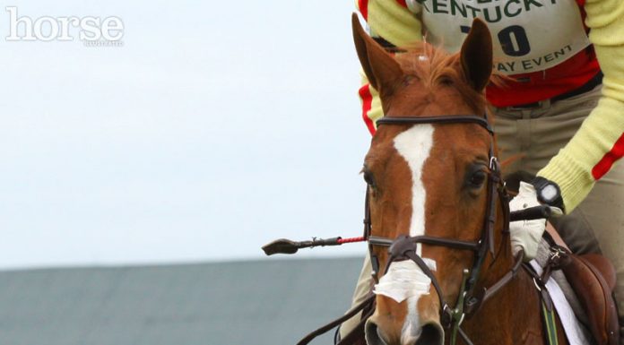 eventing horse respiration