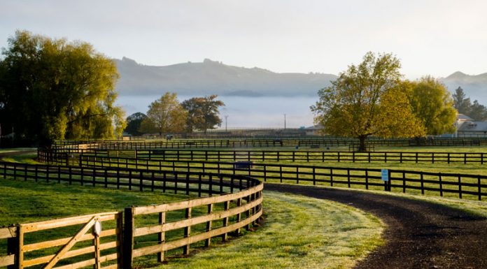 fence and road