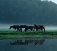 horse on field