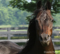 flies horse face