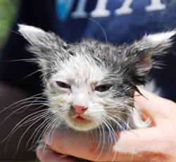 flood kitty